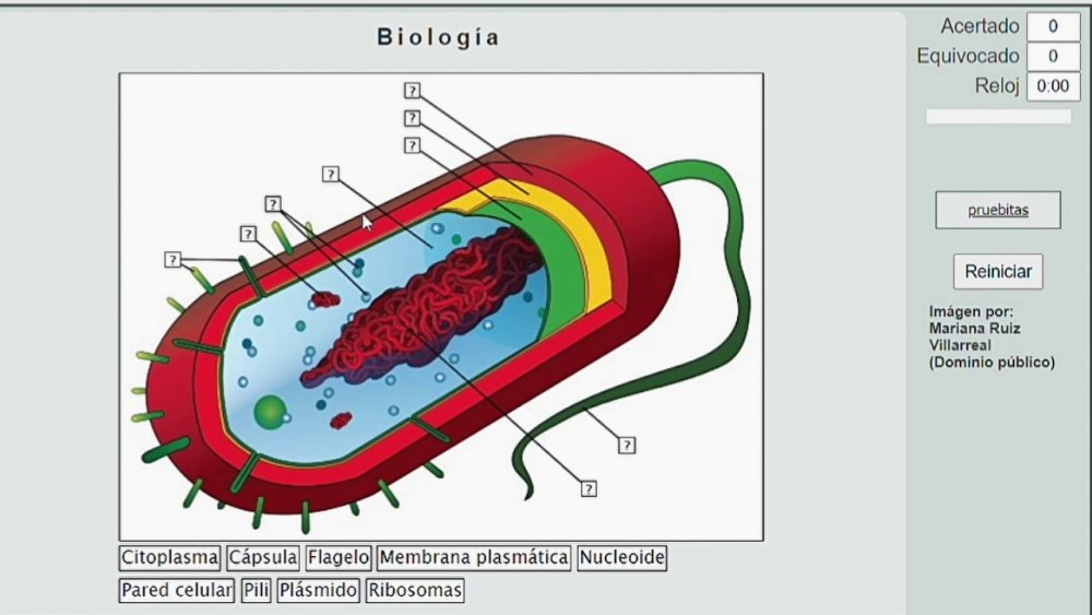 Модель бактериальной клетки