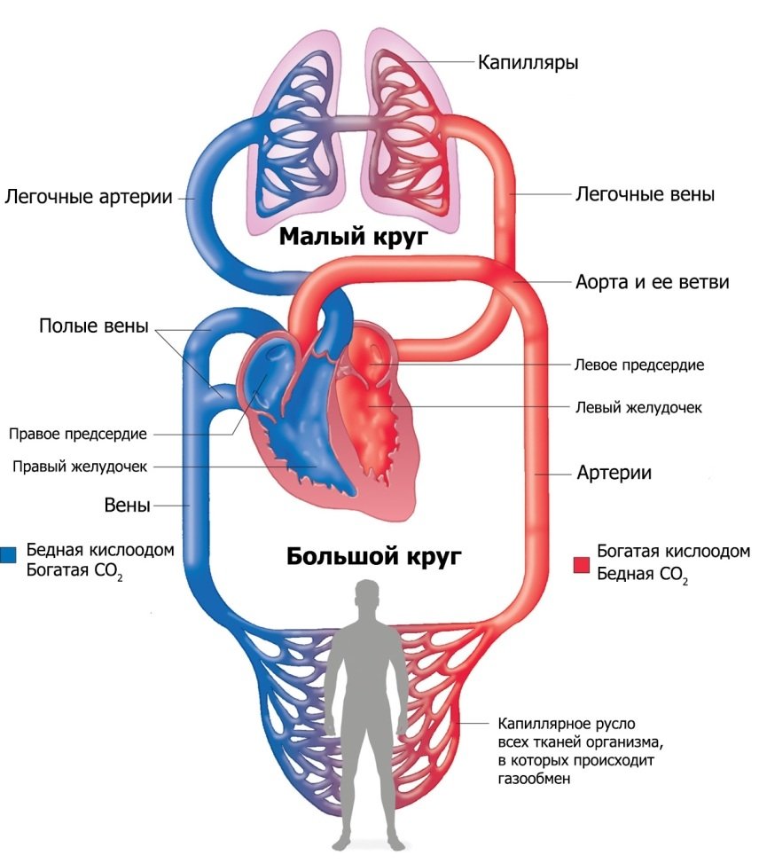 Круги кровообращения человека анатомия