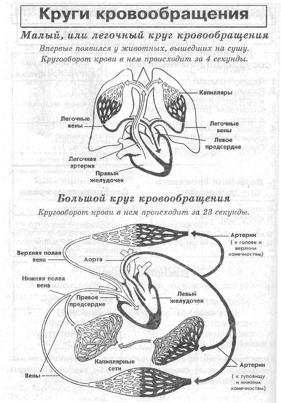 Круги кровообращения человека схема ЕГЭ