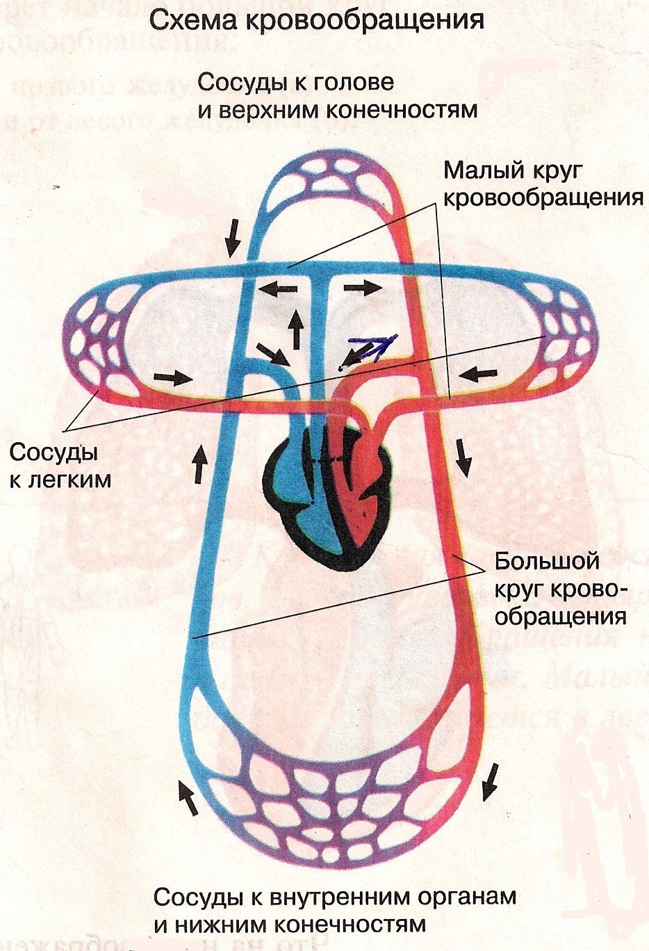 Схема малого круга кровообращения 8 класс биология