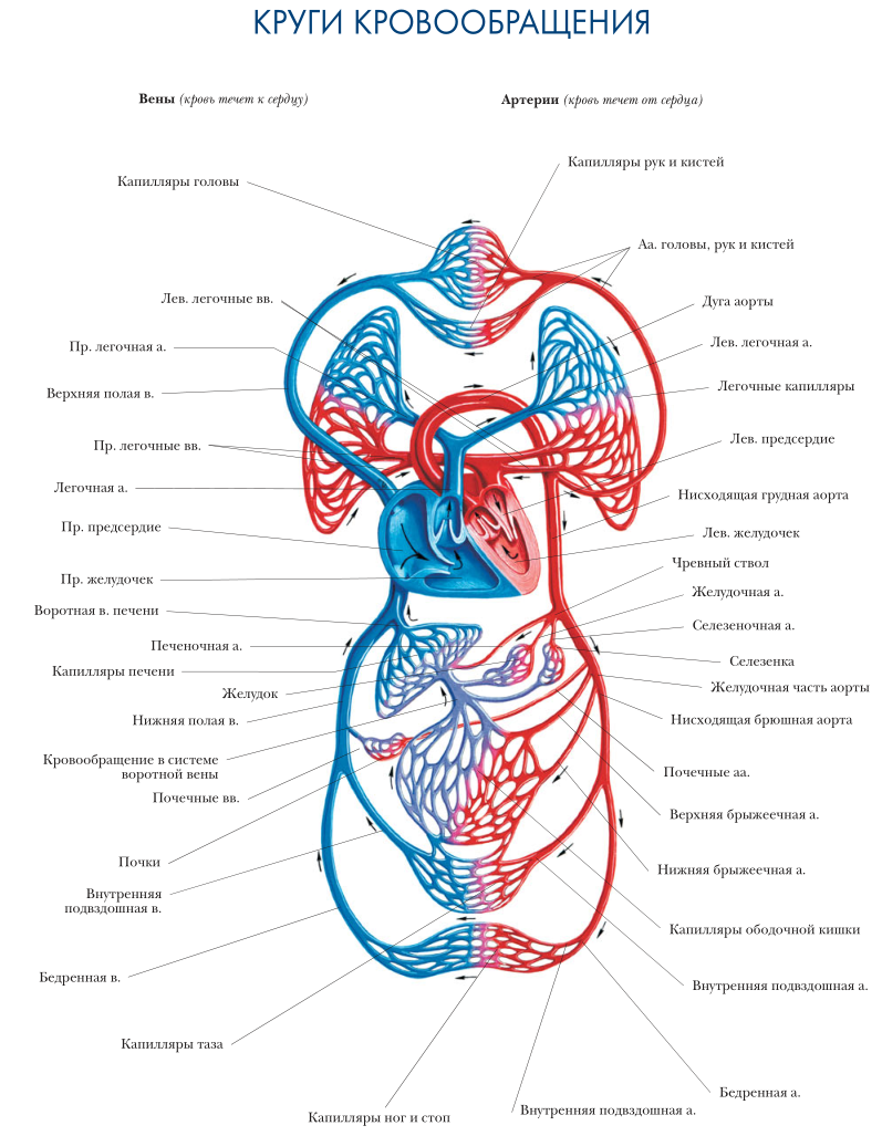 Сосуды малого круга кровообращения человека схема