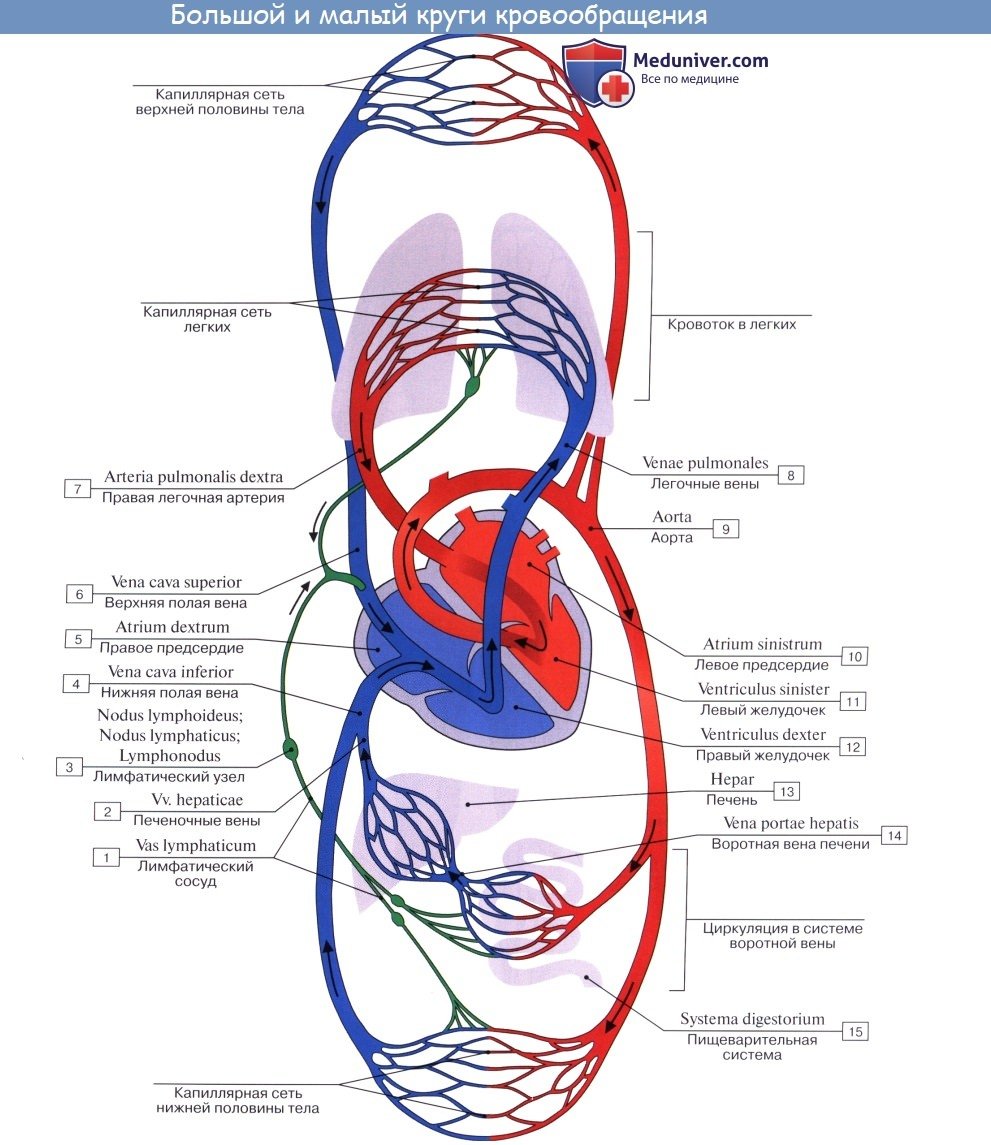 Сосуды малого и большого круга кровообращения анатомия