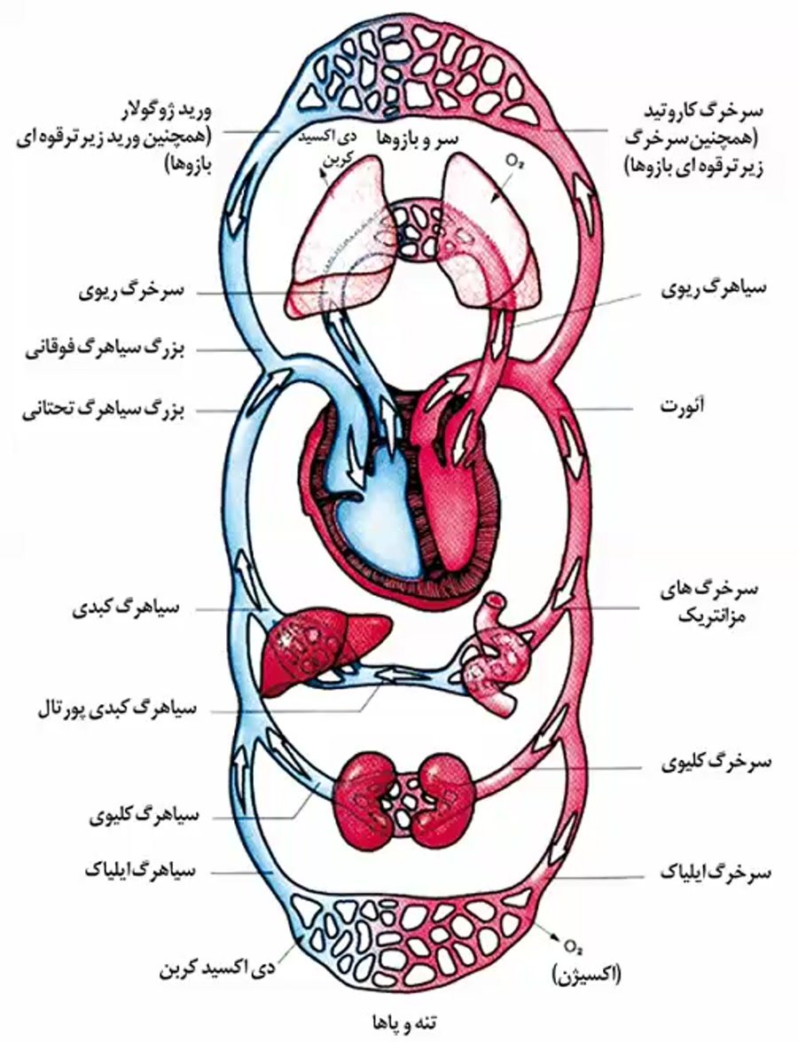 Круги кровообращения рисунок