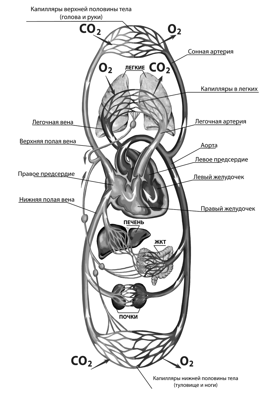 Система кровообращения человека схема