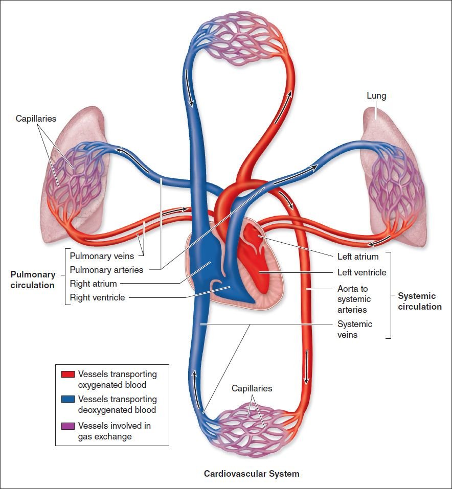 Circulatory (cardiovascular) System кролик