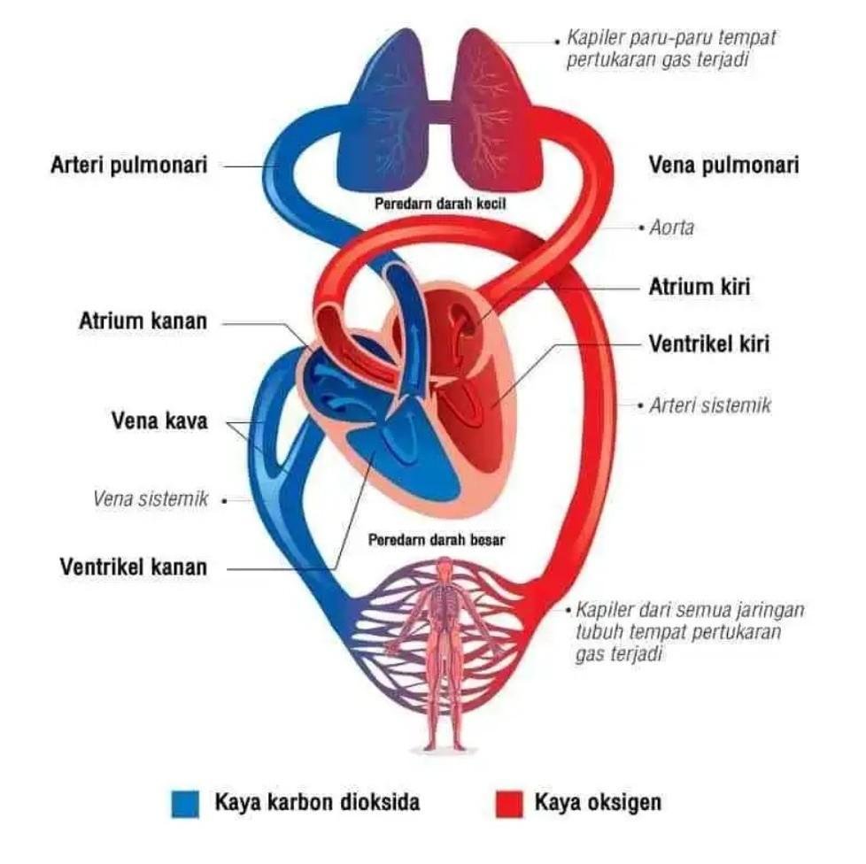 Human Heart Atrium ventrikel