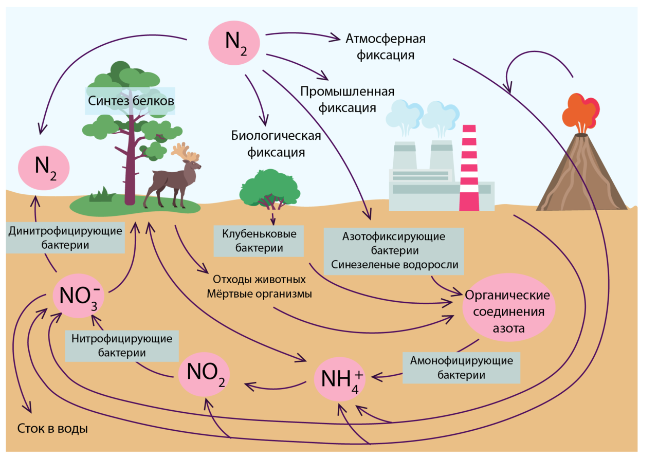 Биогеохимический круговорот углерода биогеохимические циклы. Круговорот углерода биохимический цикл. Круговорот серы азота и углерода. Круговорот азота фосфора и кислорода.