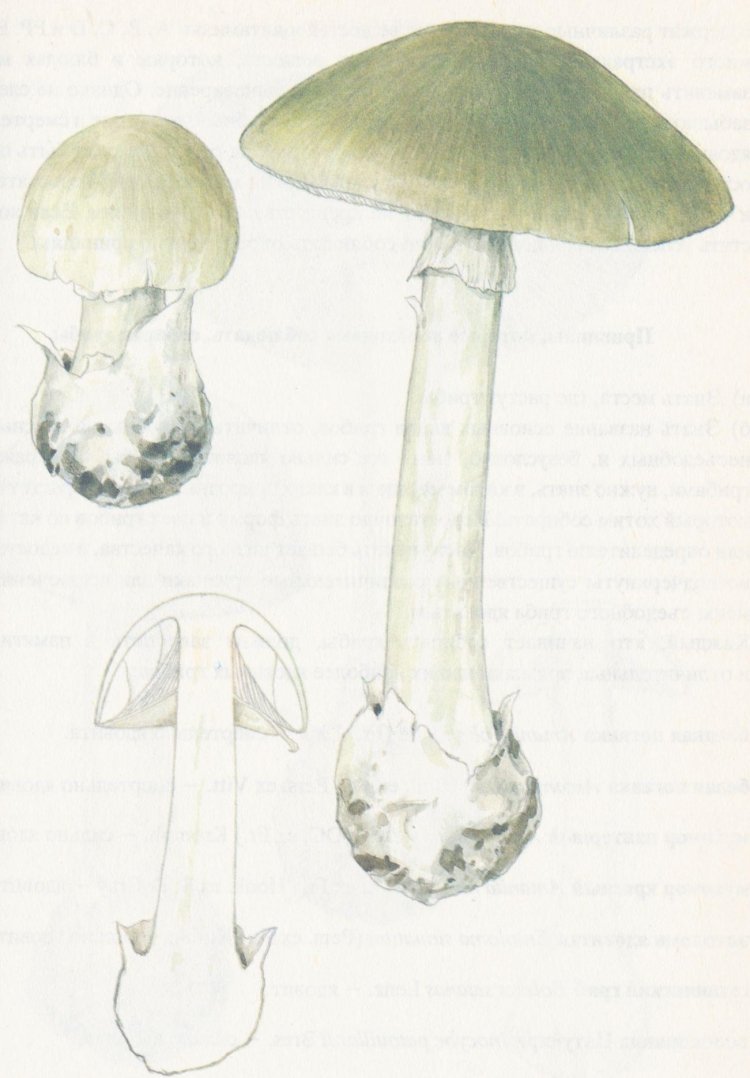 Бледная поганка гриб рисунок