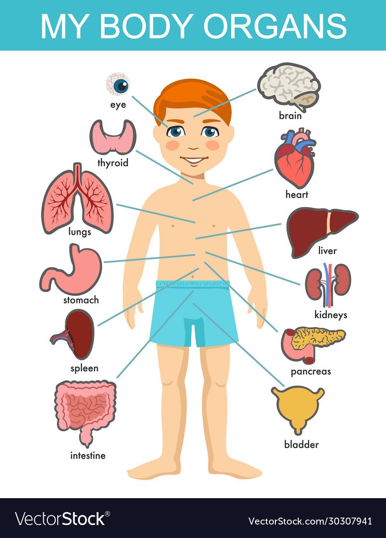 Внутренние органы для детей