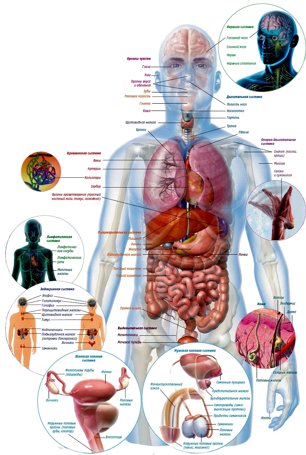 Анатомия тела человека внутренние органы