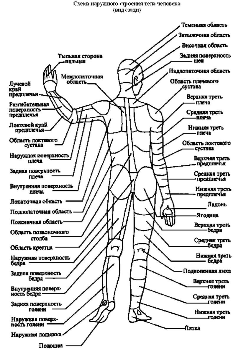 Анатомическое строение человека схема наружное