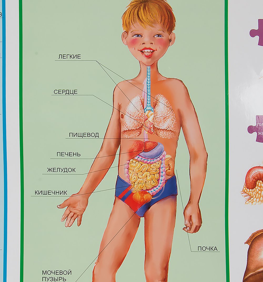 Строение тела для детей
