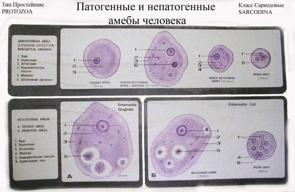 Строение цисты дизентерийной амебы