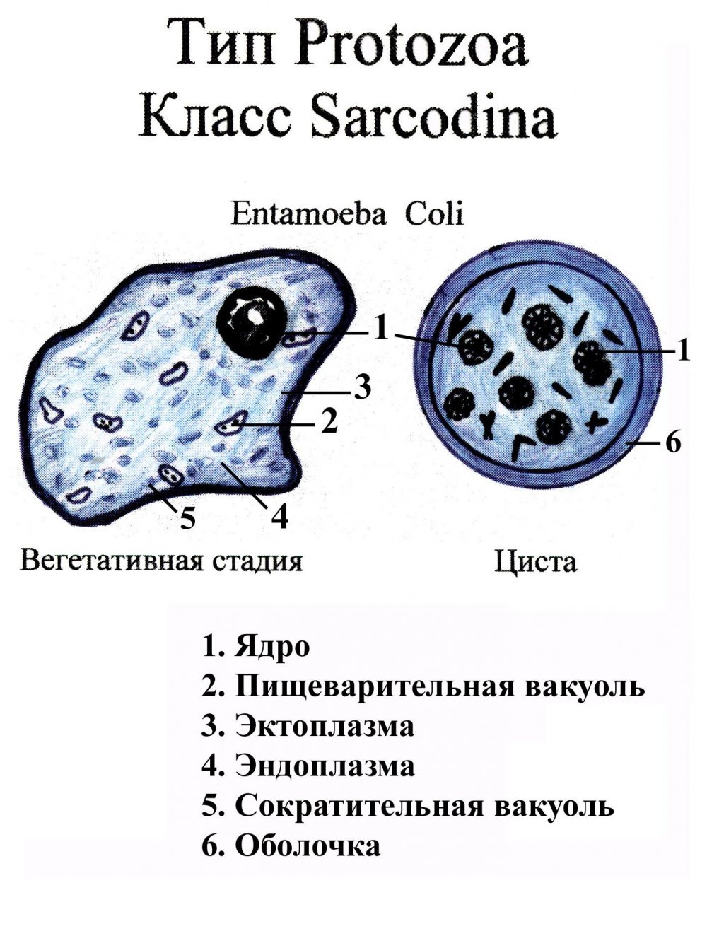 Строение дизентерийной амебы вегетативной формы
