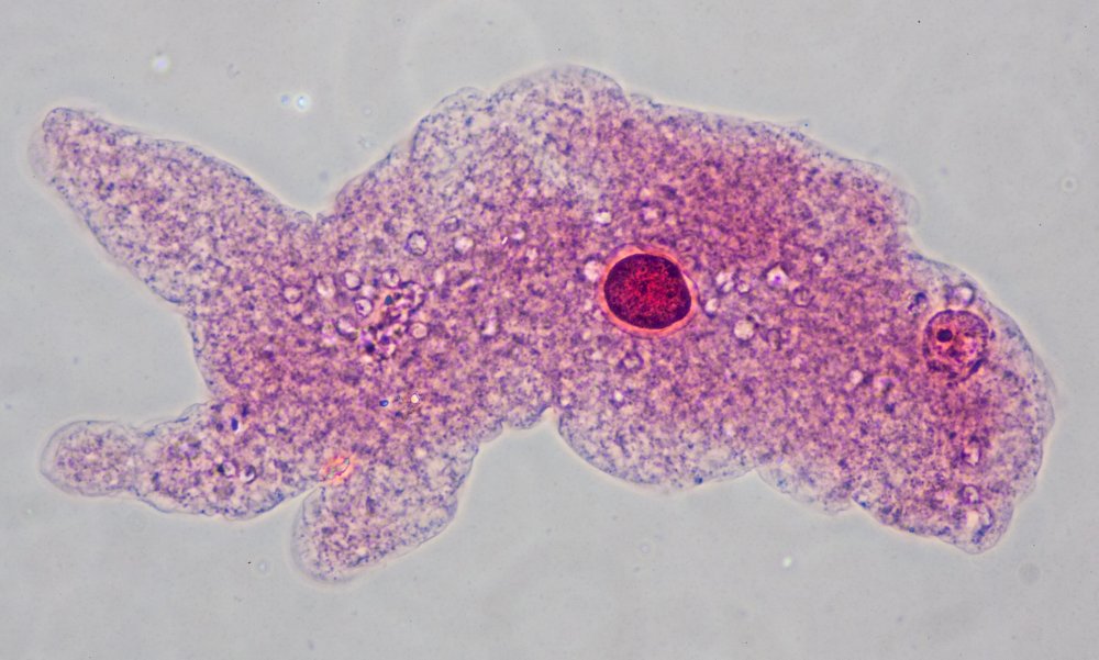Амеба Протей микроскоп