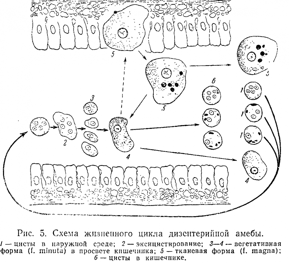 Жизненный цикл дизентерийной амебы схема