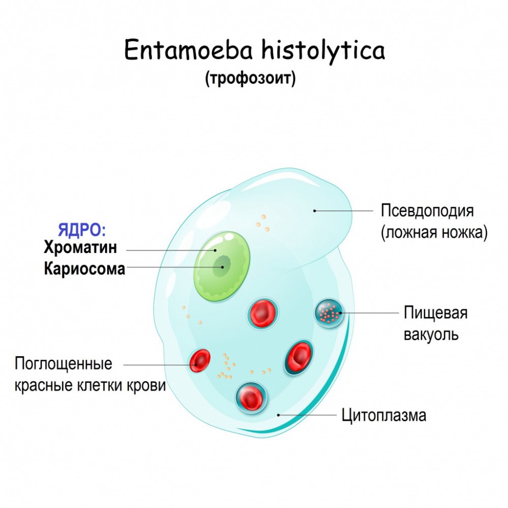 Entamoeba histolytica trophozoite