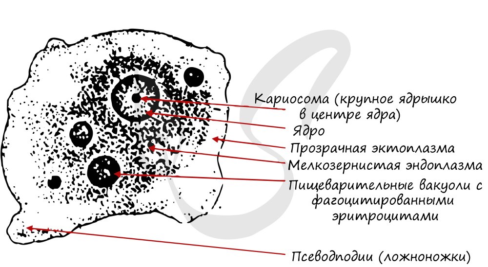 Клеточная стенка амебы дизентерийной амебы