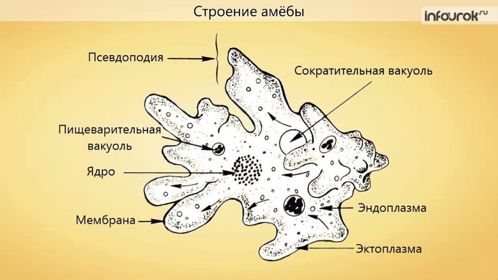 Строение амебы Протей