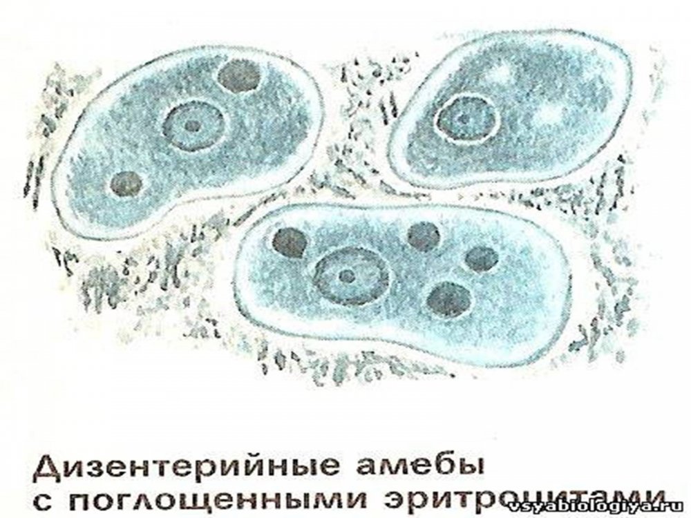 Циста амёбы дезентерийной