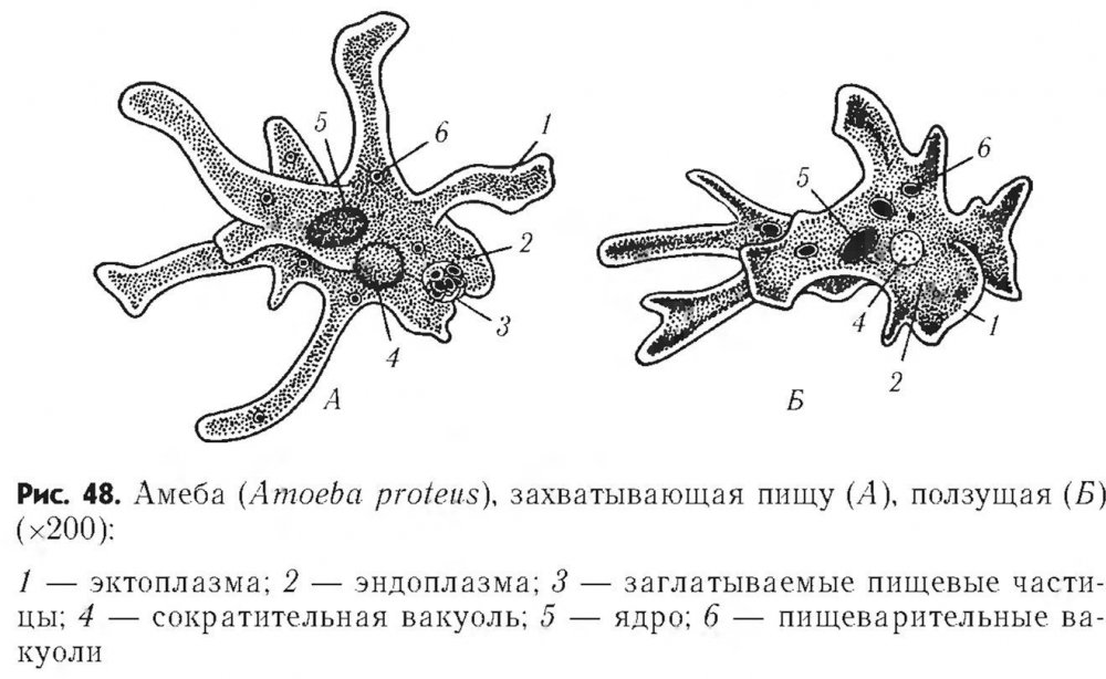 Питание амебы Протей