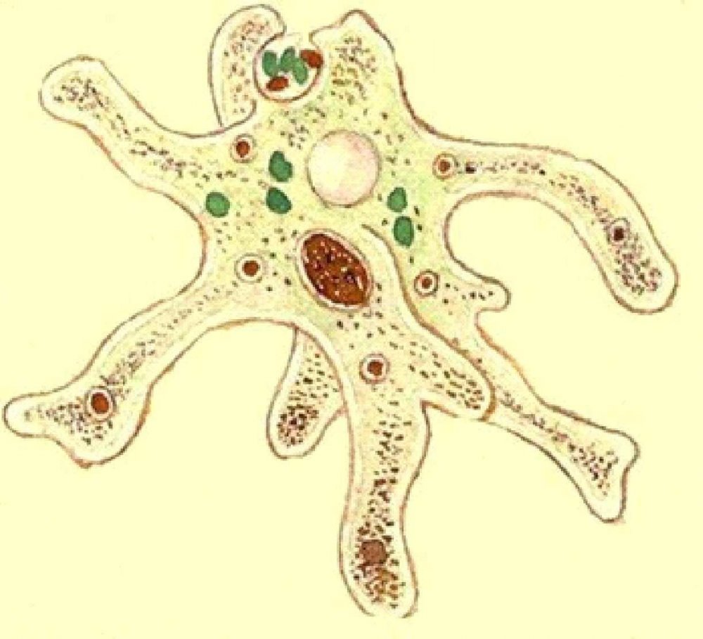 Саркодовые амеба обыкновенная
