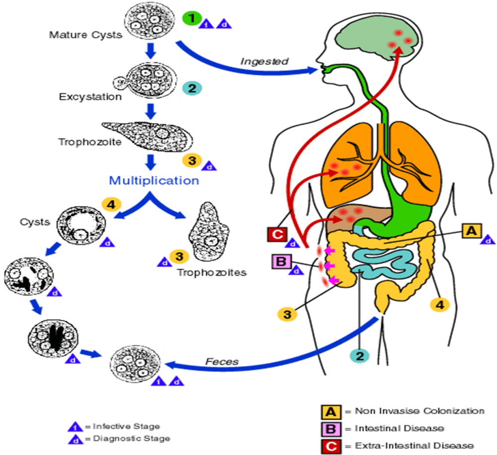 Entamoeba histolytica Life Cycle