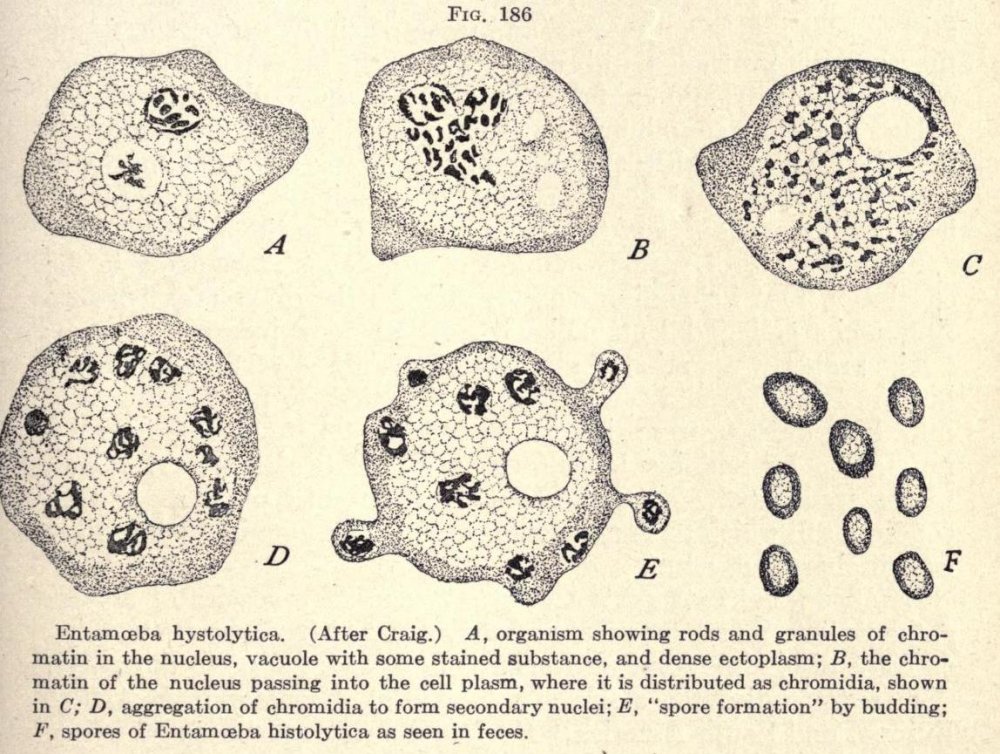 Entamoeba histolytica строение