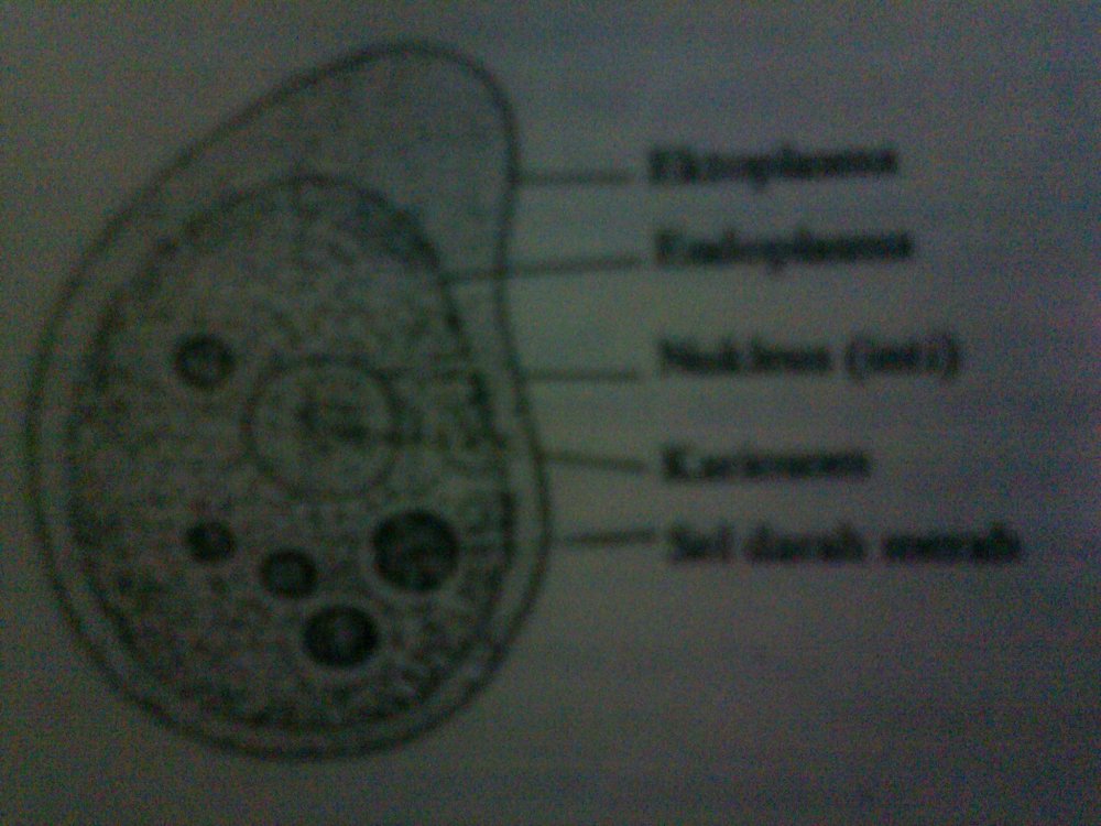 Entamoeba coli 2-4 в п.зрения