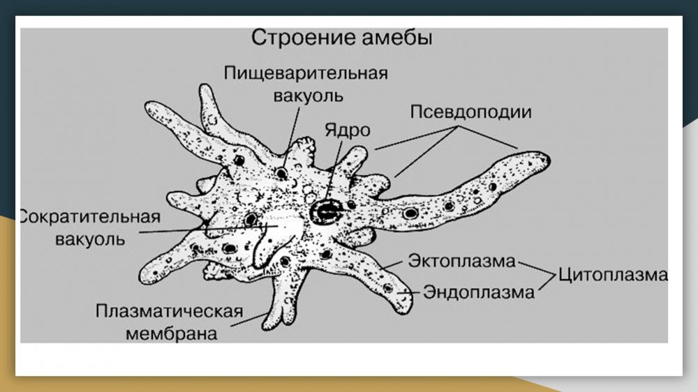 Строение амебы Протей