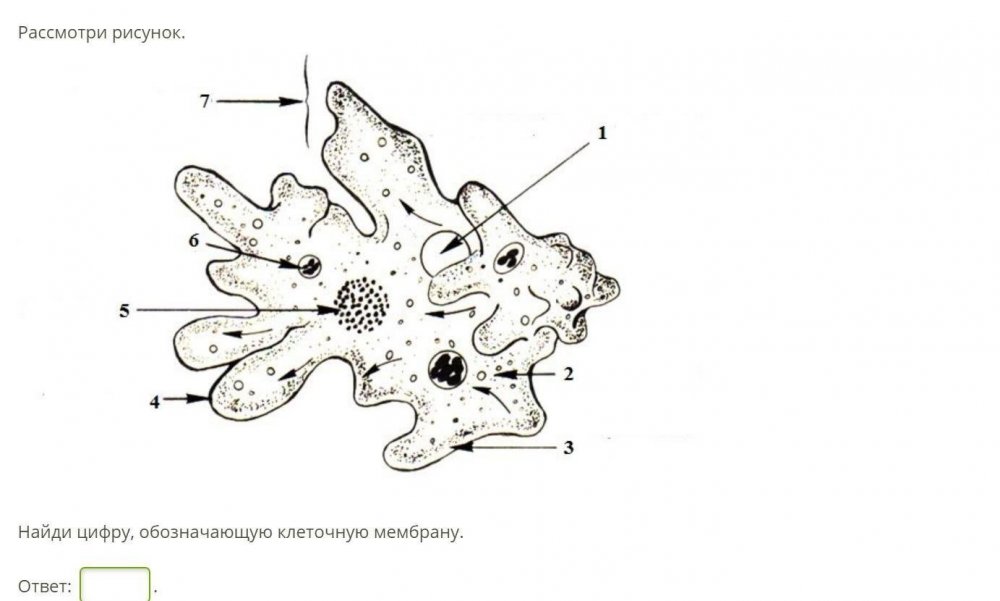 Строение клетки амебы