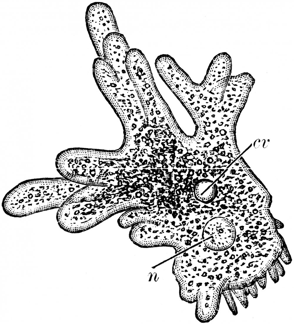 Питание амебы