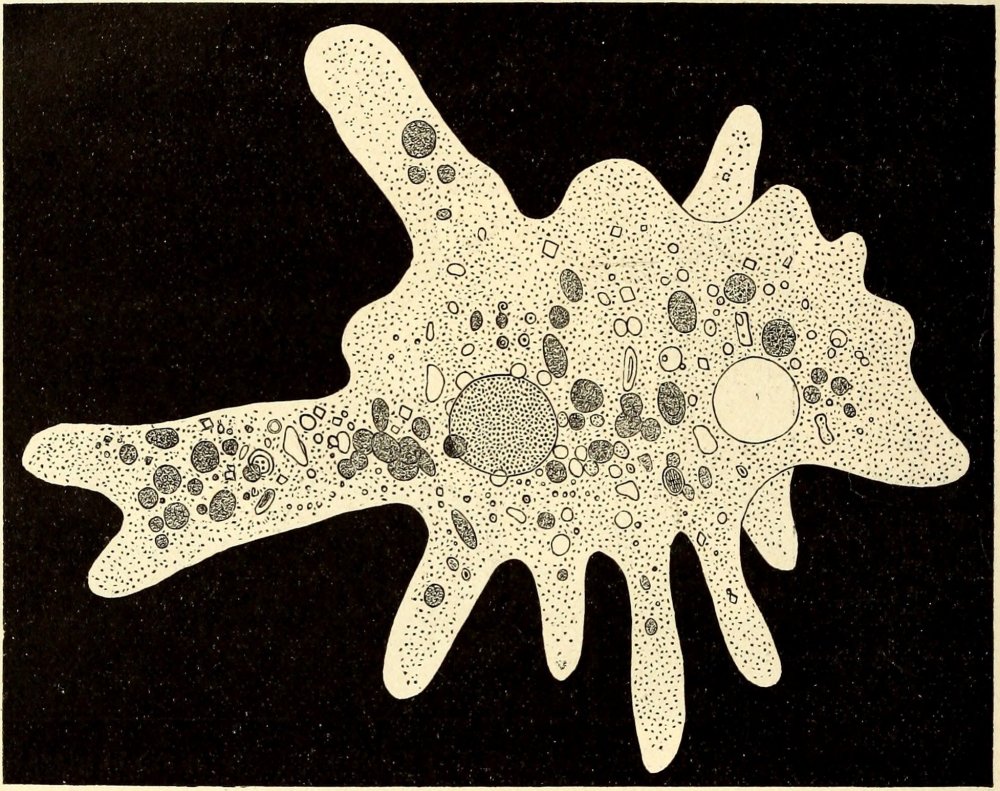 Корненожки амеба Протей