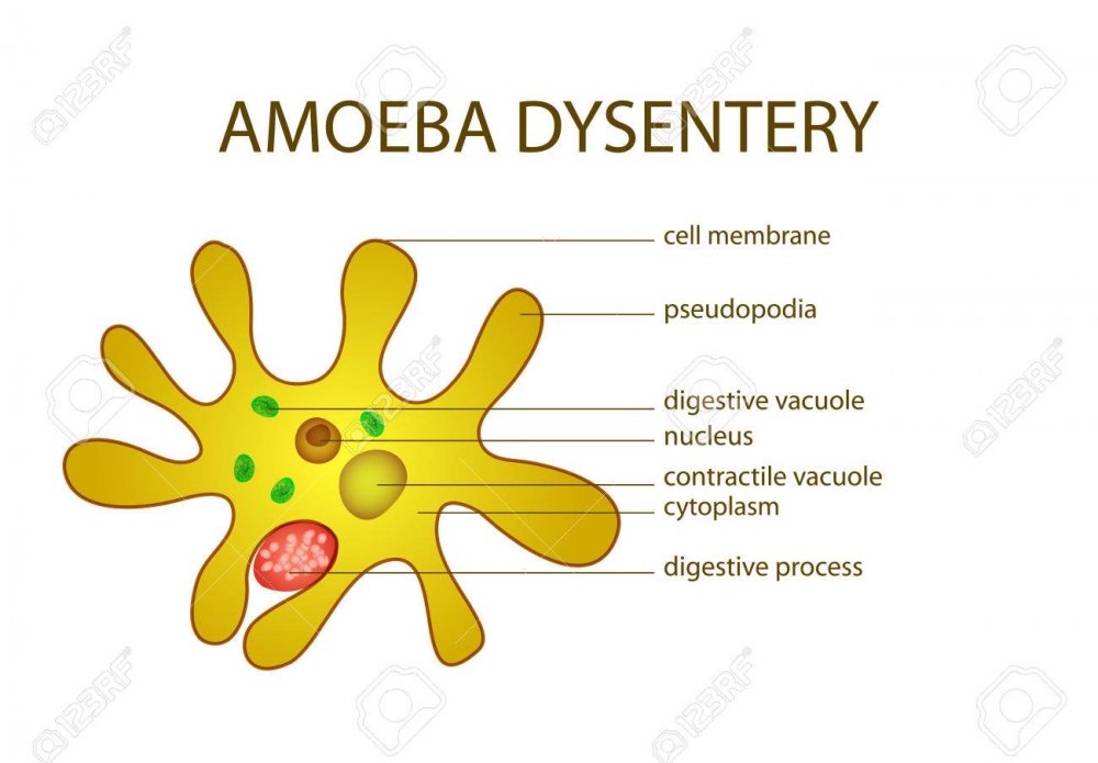 Дизентерия амеба рисунок
