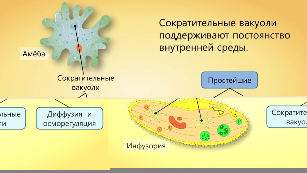 Сократительная вакуоль амебы Протей