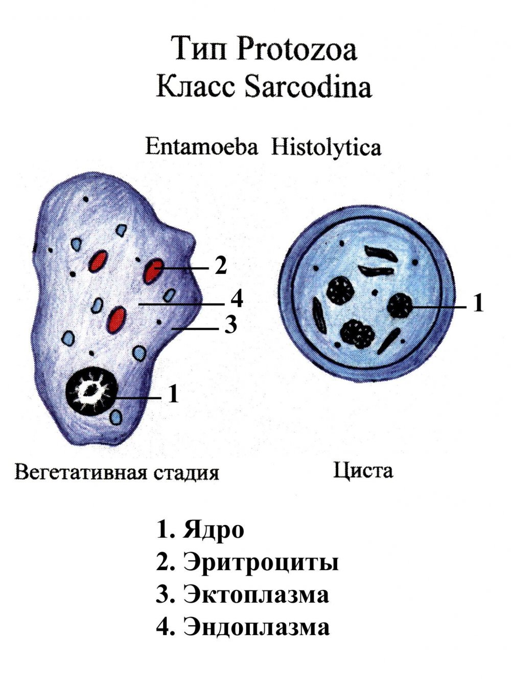 Строение дизентерийной амебы вегетативной формы