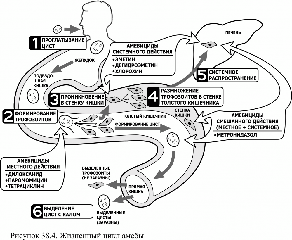 Дизентерийная амеба патогенез