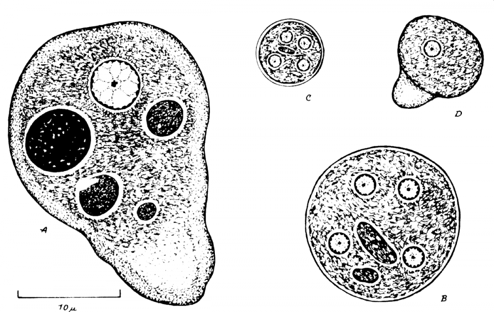 Entamoeba histolytica циста