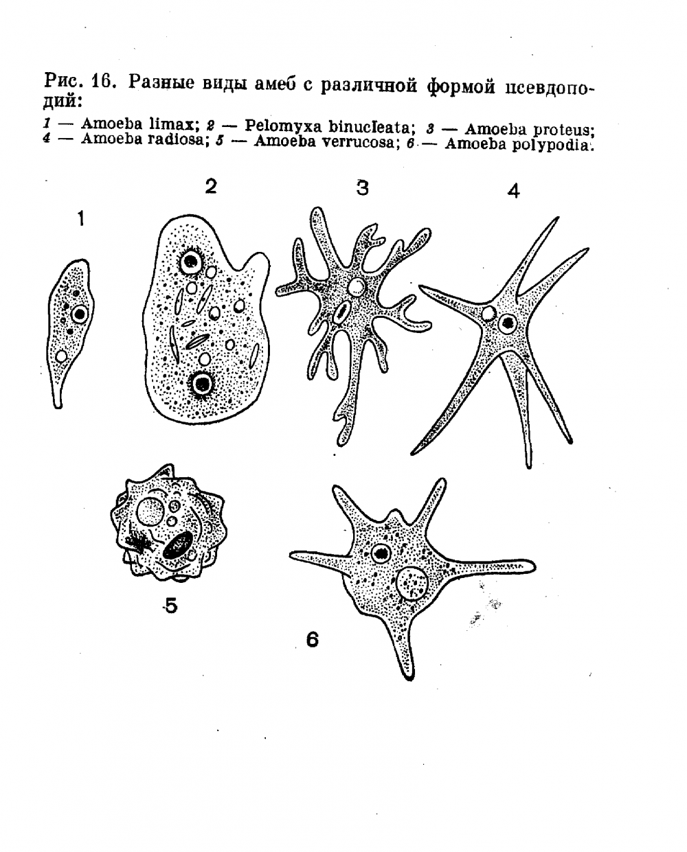 Амёба Pelomyxa