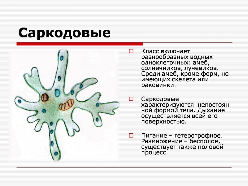 Класс Саркодовые Sarcodina