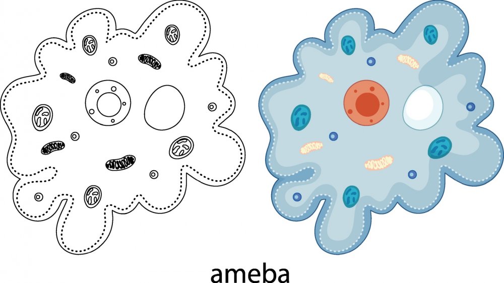 Амеба на белом фоне