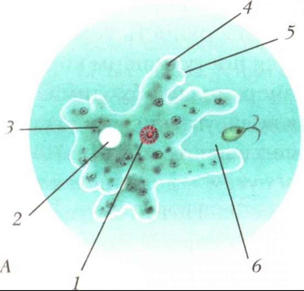 Строение амебы 7 класс биология