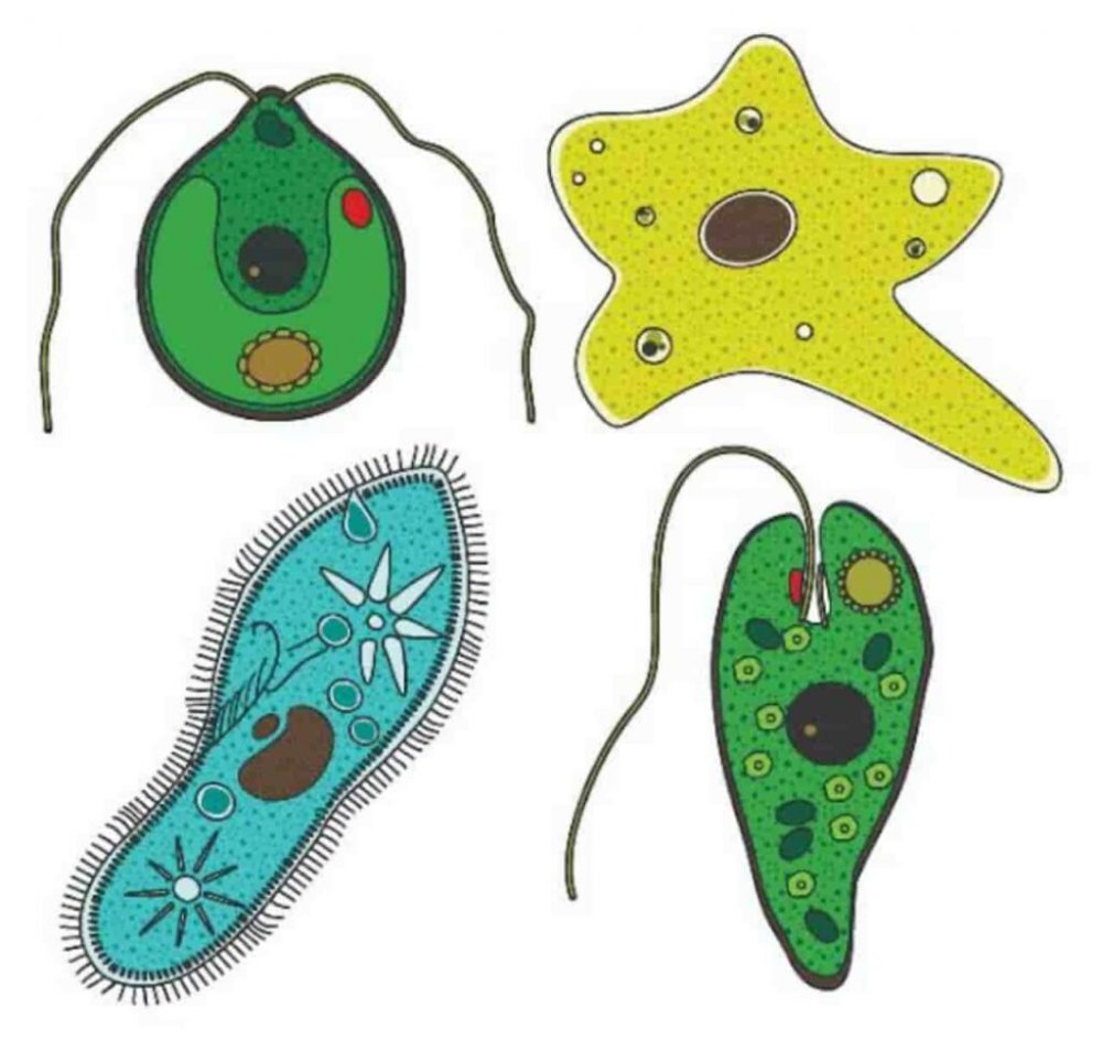 Инфузория туфелька амеба и одноклеточные