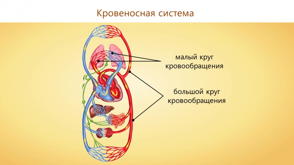 Кровеносная система малый круг