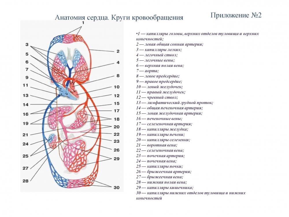 Артерии большого круга кровообращения схема