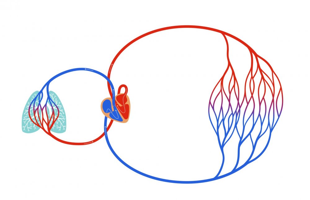 Малый и большой круг кровообращения человека