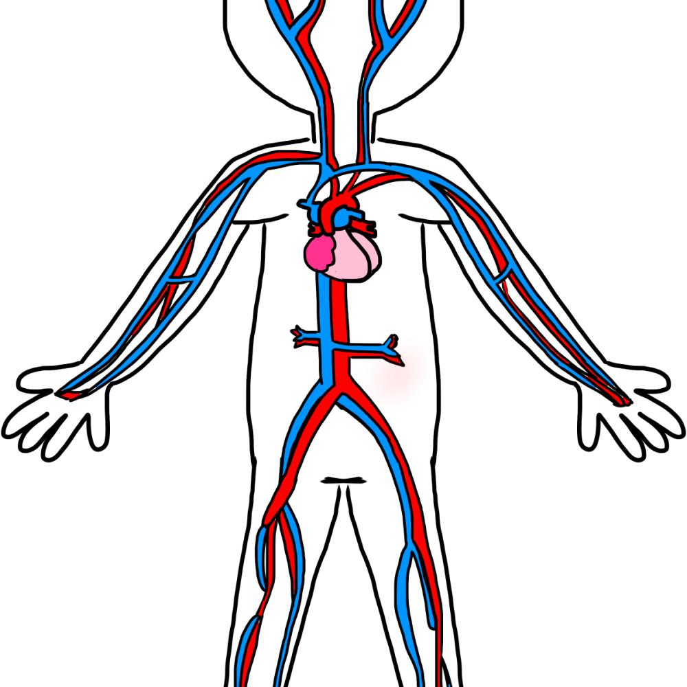 Кровообращение рисунок мульт