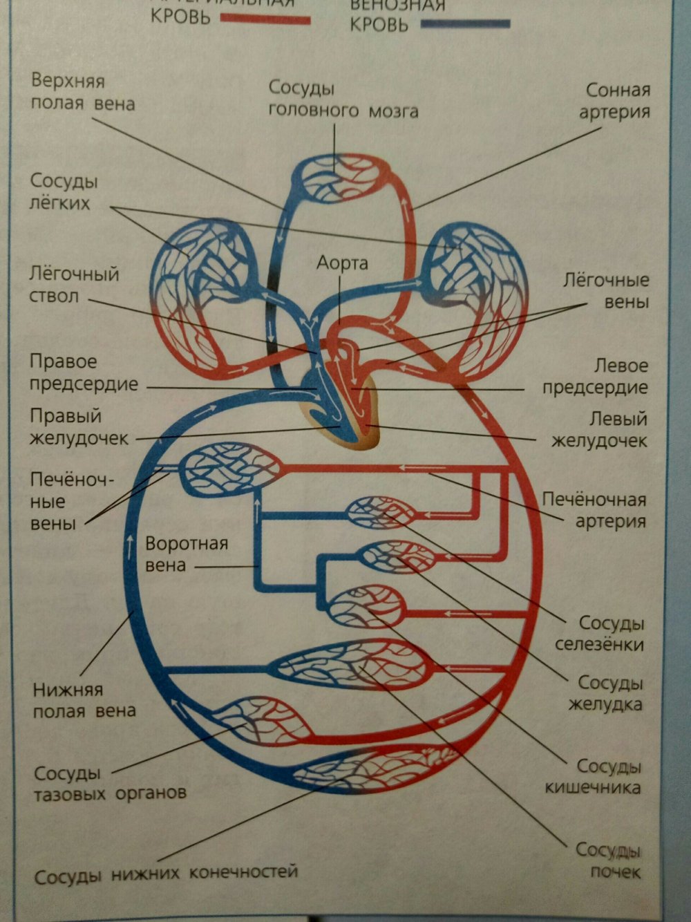 Круги кровообращения схема