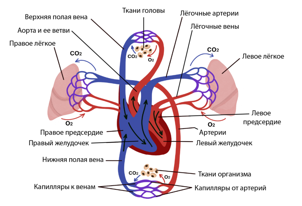 Круги кровообращения человека Вена