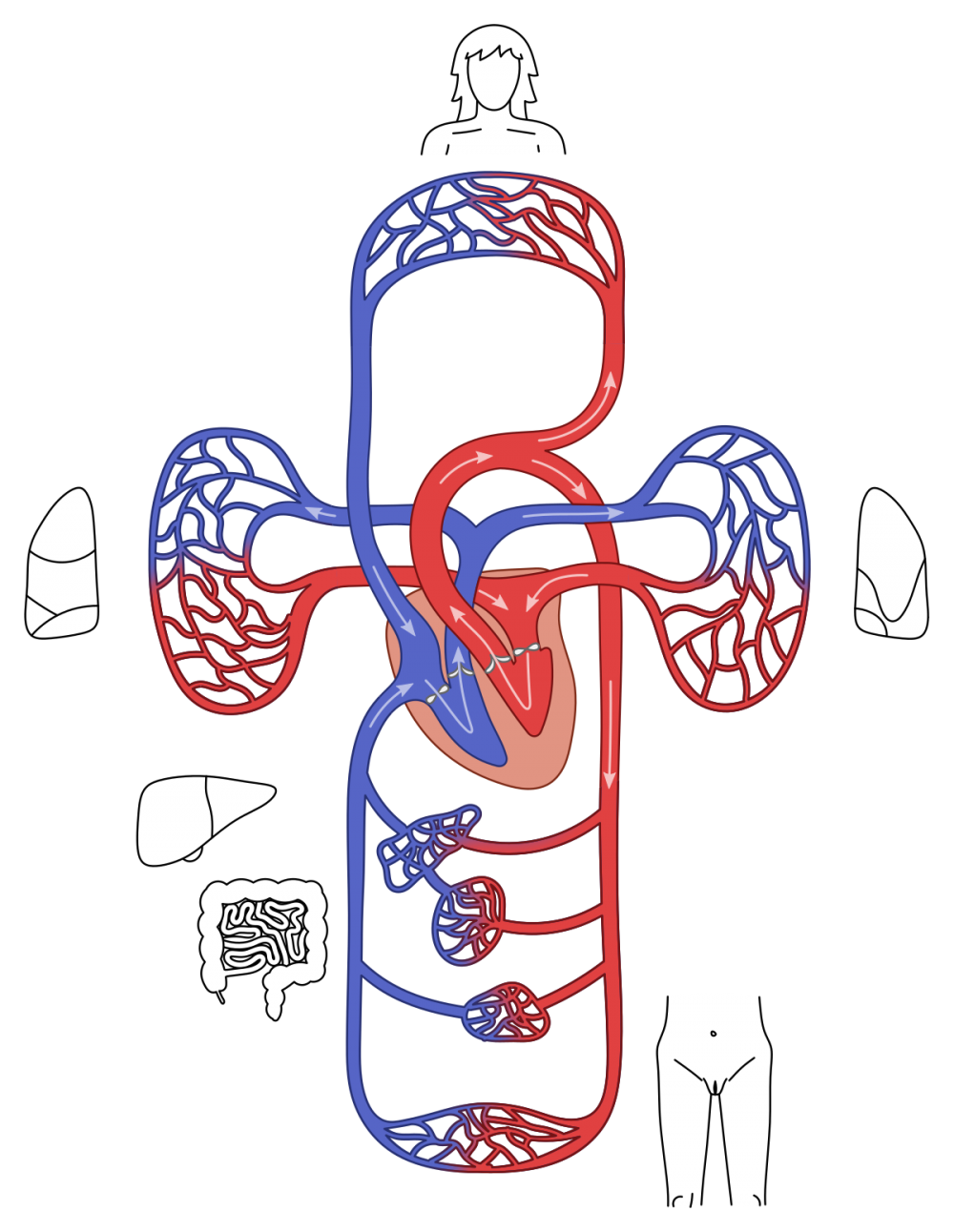 Circulatory транскрипция